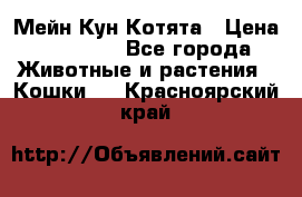 Мейн Кун Котята › Цена ­ 15 000 - Все города Животные и растения » Кошки   . Красноярский край